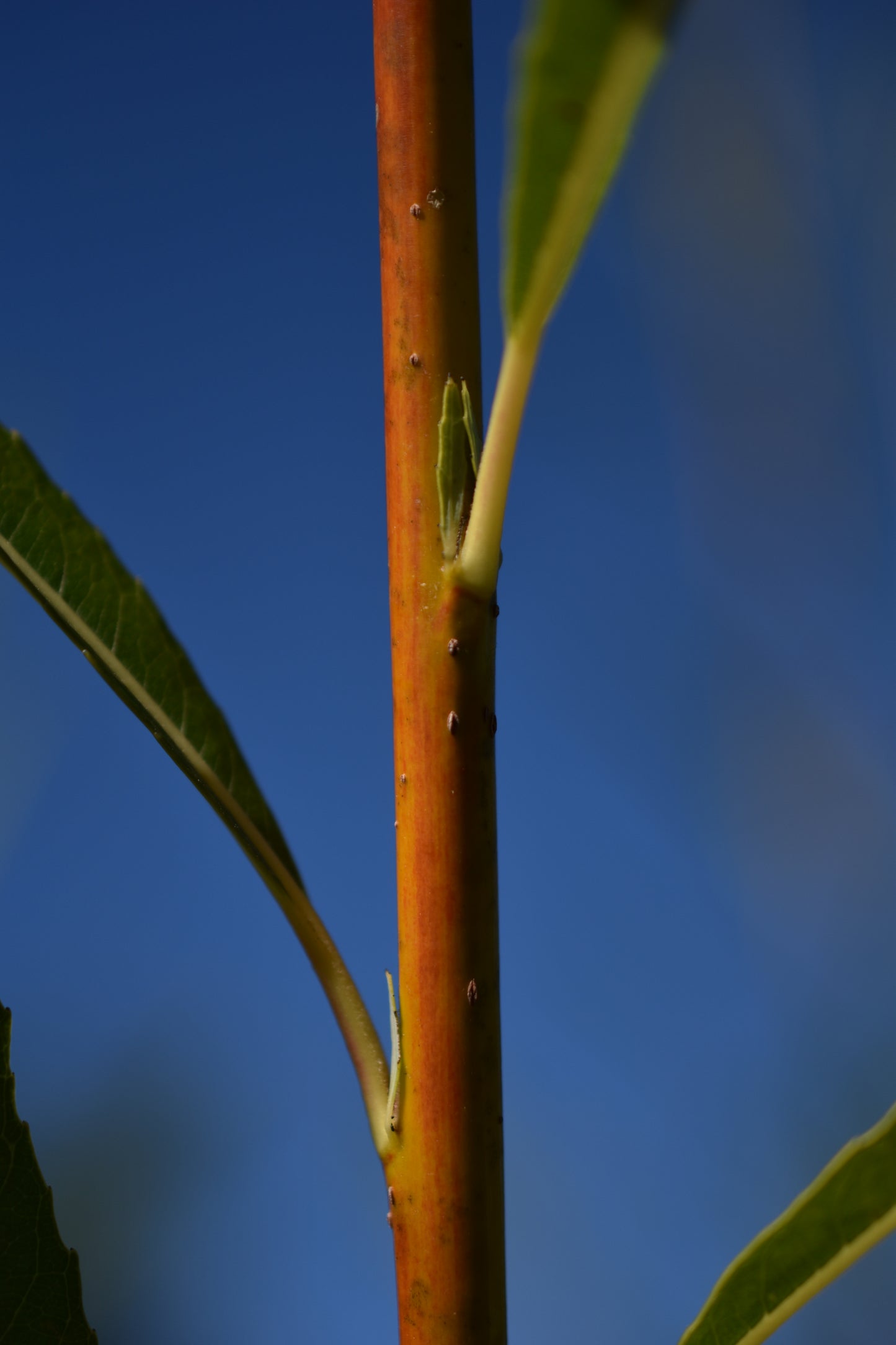 Saule arbustif (Salix spp.) - Zone 3