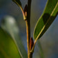 Saule arbustif (Salix spp.) - Zone 3