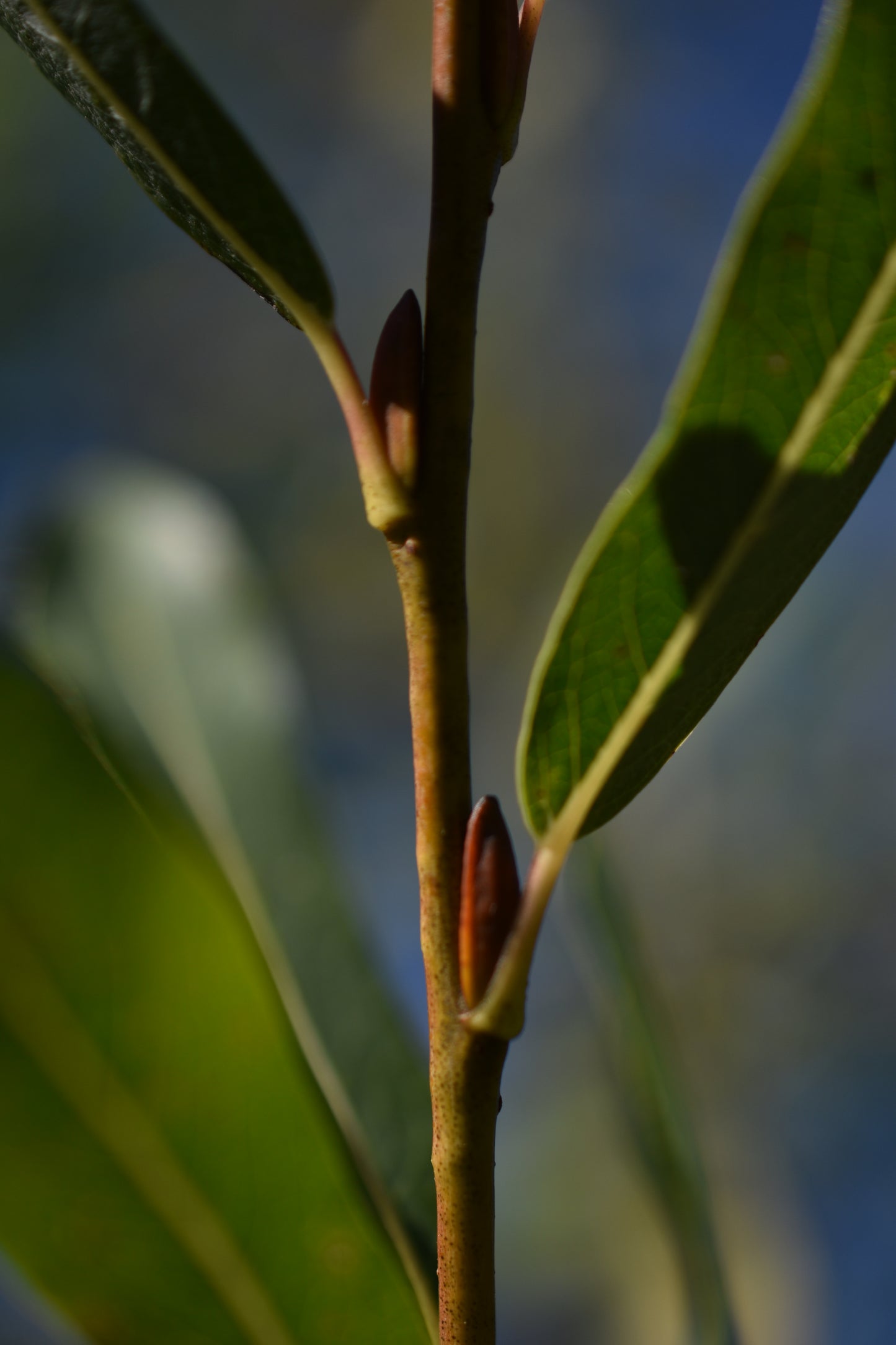 Saule arbustif (Salix spp.) - Zone 3
