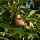 Pommier greffé (Malus domestica) à croquer - Zone 4