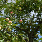 Pommier 'Banane amère' - Zone 4