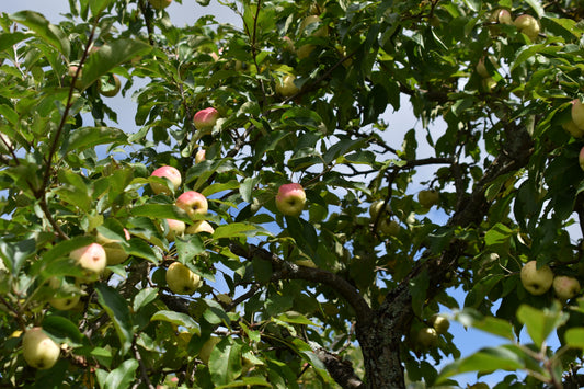 Pommier 'Banane amère' - Zone 4