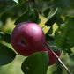Pommier greffé (Malus domestica) à croquer - Zone 4