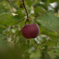 Pommier 'Paulared' - Zone 4, mi-saison