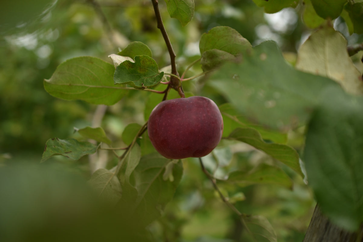 Pommier 'Paulared' - Zone 4, mi-saison