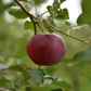 Pommier 'Paulared' - Zone 4, mi-saison