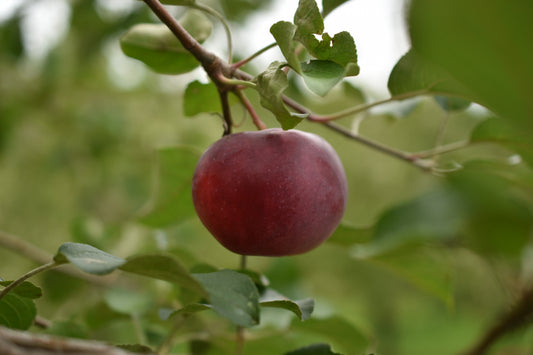 Pommier 'Paulared' - Zone 4, mi-saison