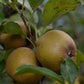 Pommier 'Golden Russet' - Zone 4, tardive