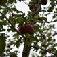 Pommier 'Paulared' - Zone 4, mi-saison