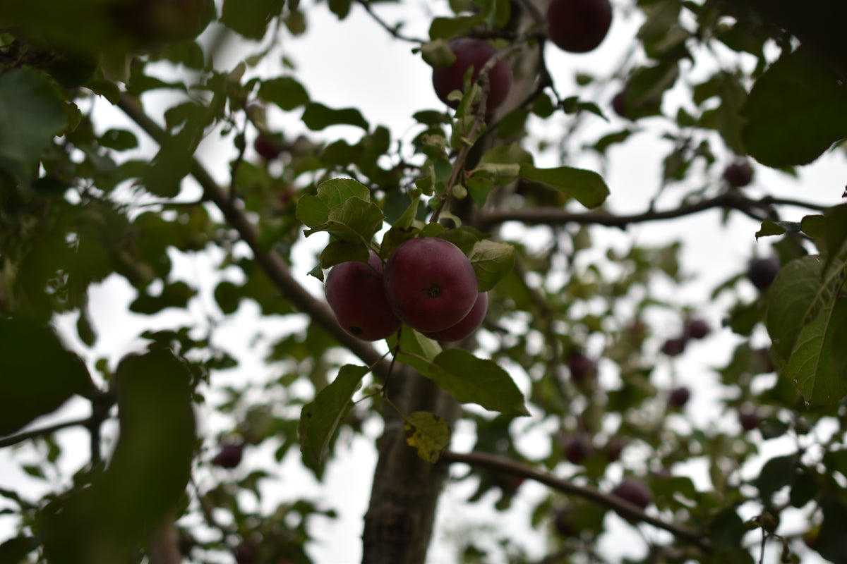 Pommier 'Paulared' - Zone 4, mi-saison