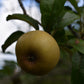 Pommier 'Golden Russet' - Zone 4, tardive