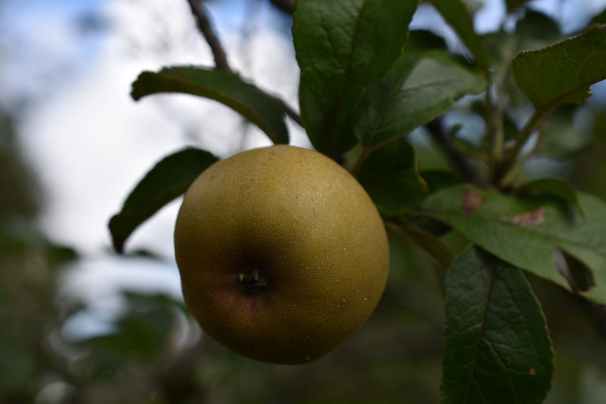 Pommier 'Golden Russet' - Zone 4, tardive