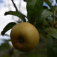 Pommier greffé (Malus domestica) à croquer - Zone 4
