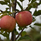 Pommier 'Honeycrisp' - Zone 3, tardive