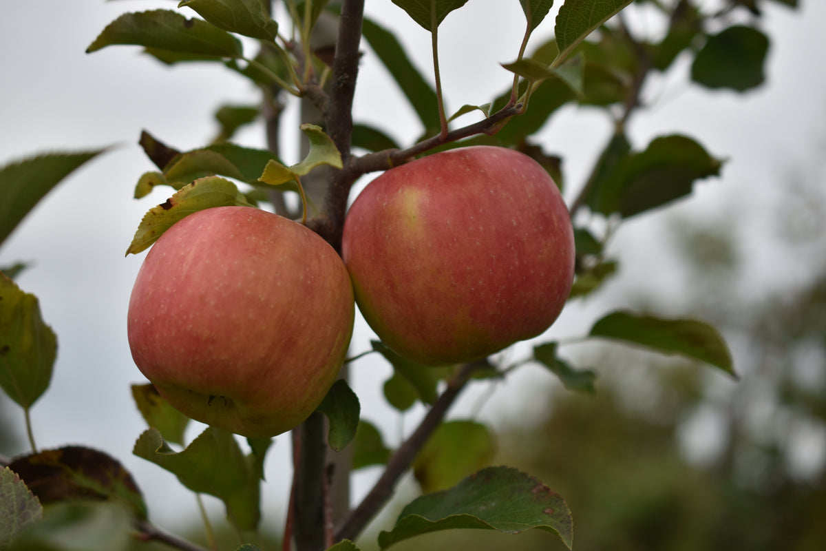 Pommier 'Honeycrisp' - Zone 3, tardive