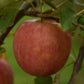 Pommier 'Honeycrisp' - Zone 3, tardive