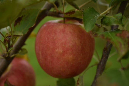 Pommier 'Honeycrisp' - Zone 3, tardive