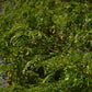 Févier d'Amérique (Gleditsia triancanthos) - Zone 4