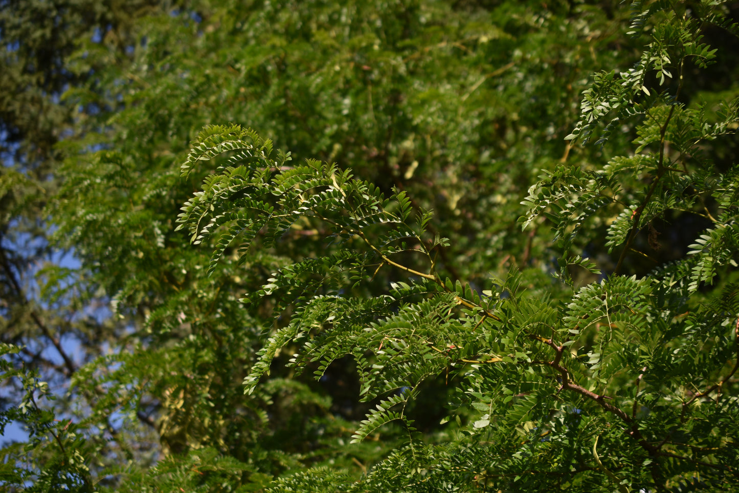 Févier d'Amérique (Gleditsia triancanthos) - Zone 4