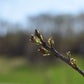 Bur Oak (Quercus macrocarpa) - Zone 4