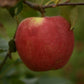 Pommier 'Honeycrisp' - Zone 3, tardive