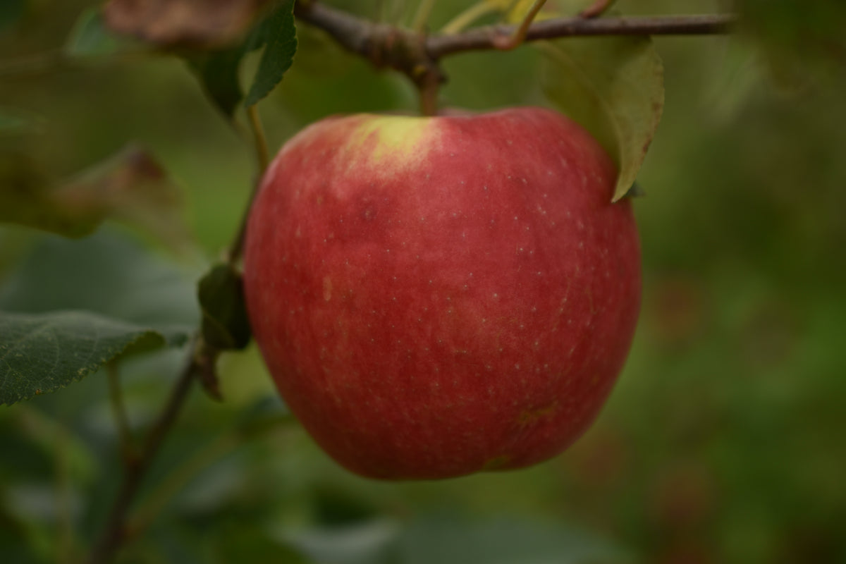 Pommier 'Honeycrisp' - Zone 3, tardive
