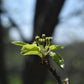 Poirier greffé (Pyrus Spp.) - Zone 4