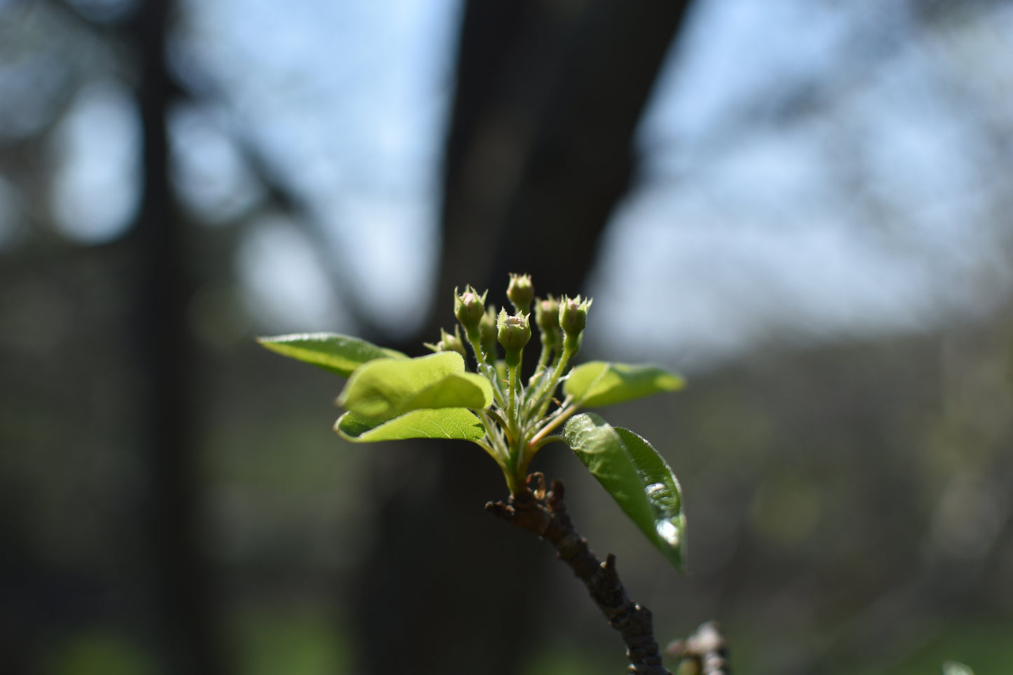 Poirier greffé (Pyrus Spp.) - Zone 4