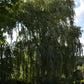 Saule pleureur (Salix alba var. tristis) - Zone 4