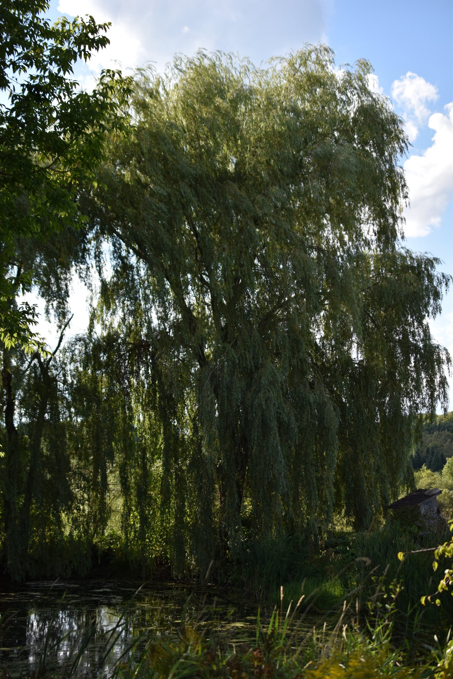 Saule pleureur (Salix alba var. tristis) - Zone 4