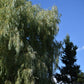 Saule pleureur (Salix alba var. tristis) - Zone 4