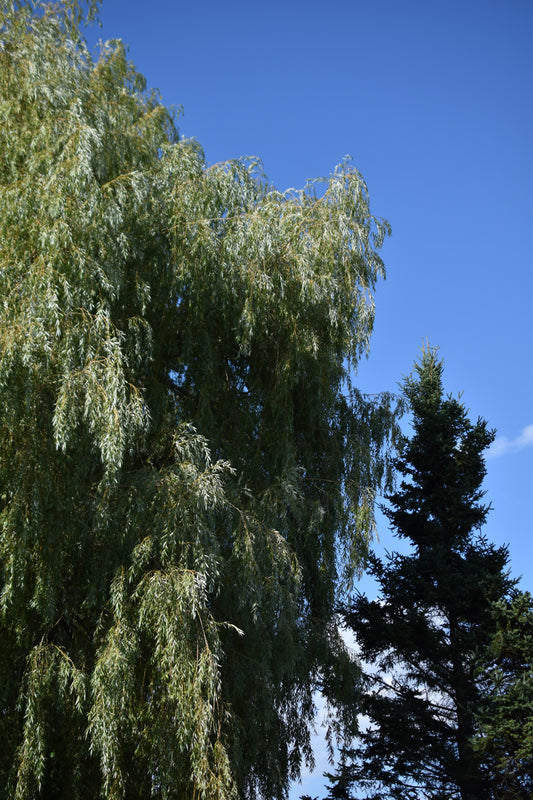 Saule pleureur (Salix alba var. tristis) - Zone 4
