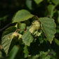 Noisetier (Corylus Spp.) - Zone 3a-5b