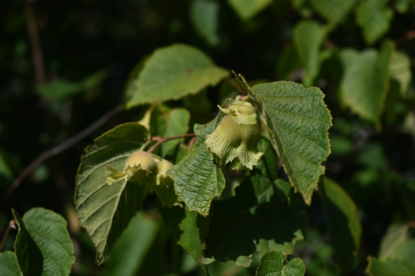 Noisetier (Corylus Spp.) - Zone 3a-5b
