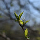 Poirier greffé (Pyrus Spp.) - Zone 4