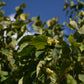 Noisetier (Corylus Spp.) - Zone 3a-5b