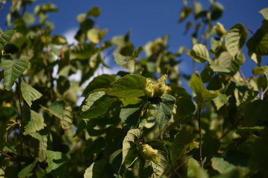 Noisetier (Corylus Spp.) - Zone 3a-5b