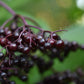 Sureau du Canada (Sambucus canadensis) - Zone 3