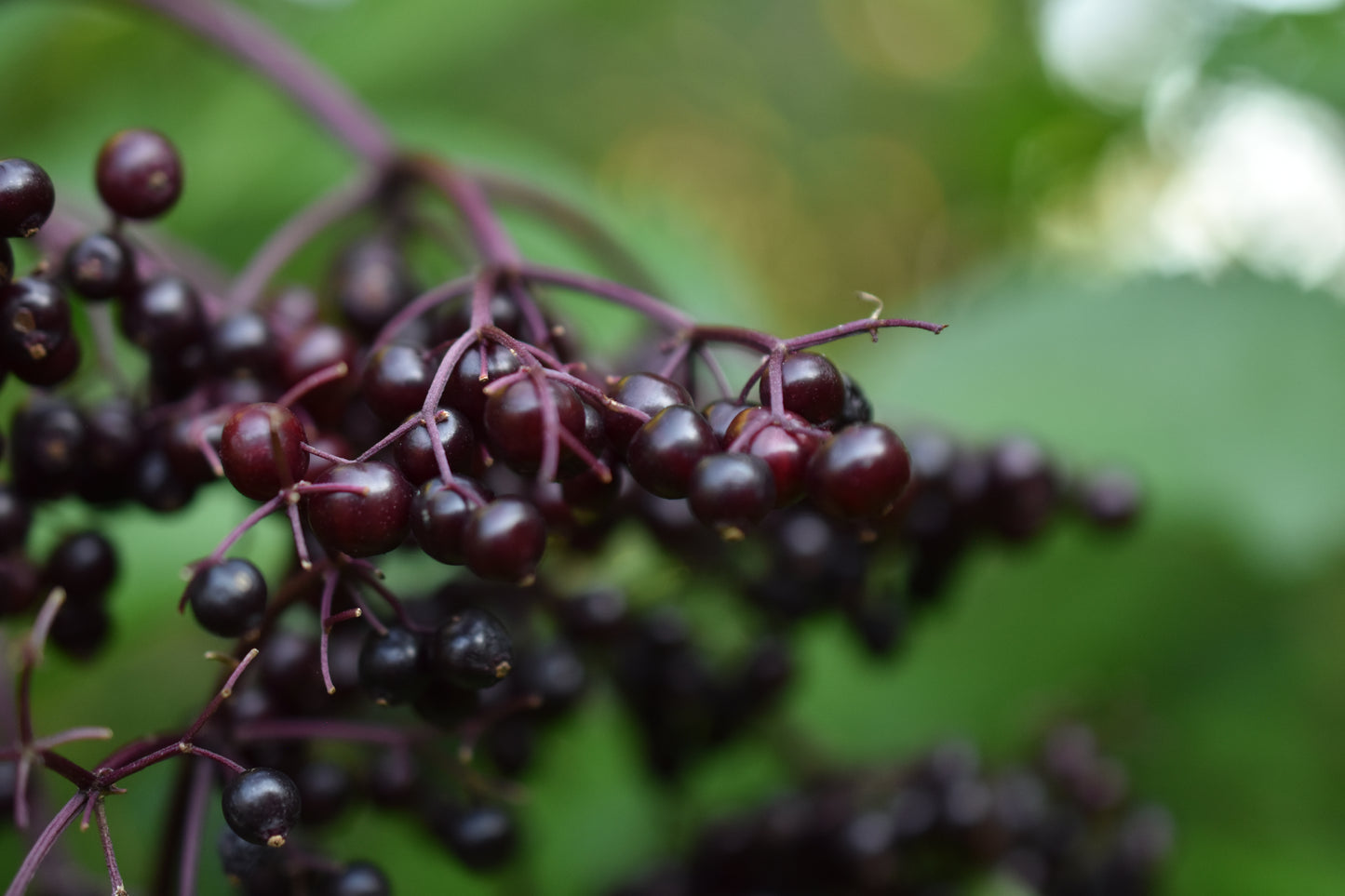 Sureau du Canada (Sambucus canadensis) - Zone 3