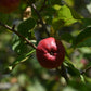 Pommier greffé (Malus domestica) à croquer - Zone 4