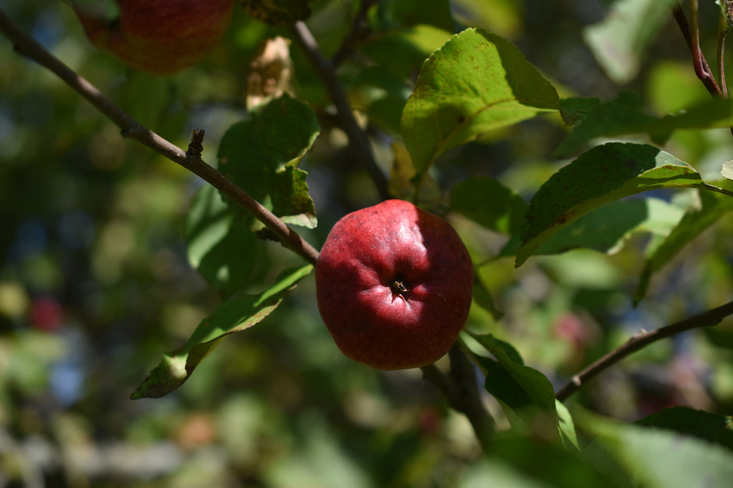 Pommier greffé (Malus domestica) à croquer - Zone 4
