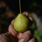 Poirier greffé (Pyrus Spp.) - Zone 4