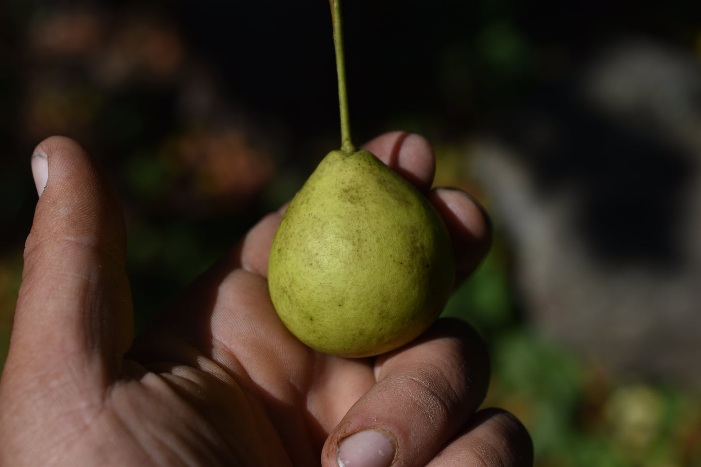 Poirier greffé (Pyrus Spp.) - Zone 4