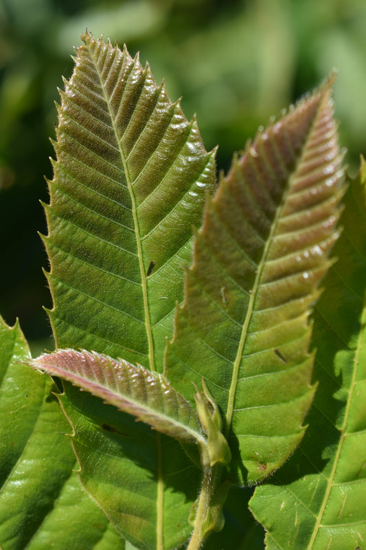 Châtaignier Chinois ( Castanea mollissima ) - Zone 5b