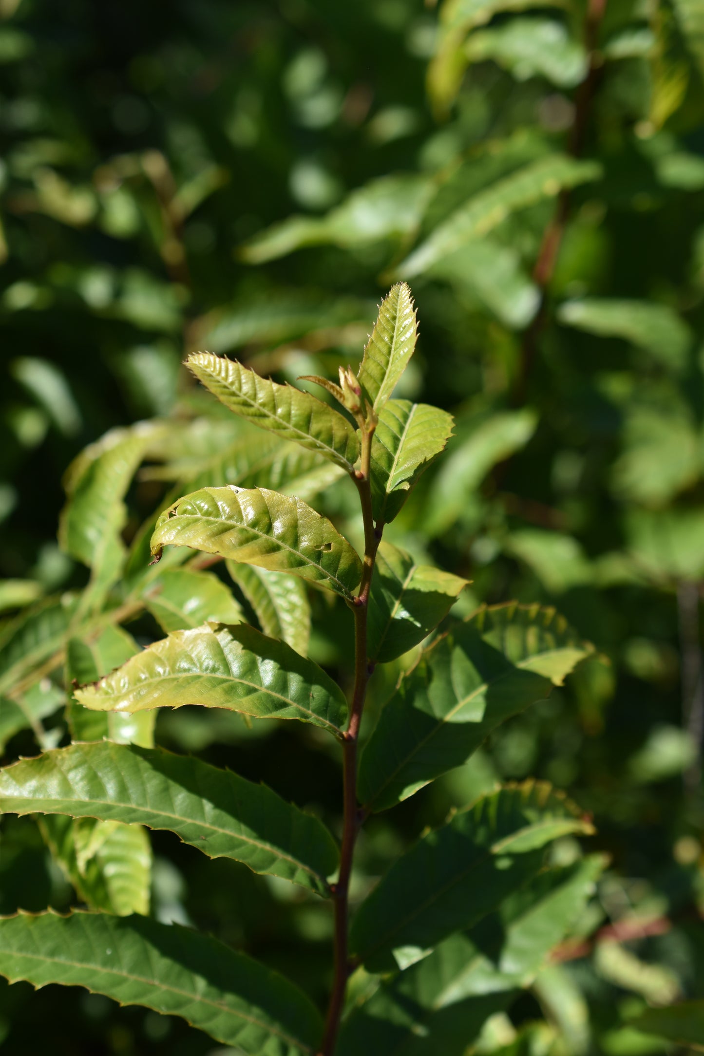 Châtaignier du Japon ( Castanea crenata ) - Zone 5a
