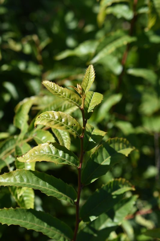Châtaignier du Japon ( Castanea crenata ) - Zone 5a