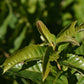 Châtaignier hybride ( Castanea X spp. ) - Zone 5b