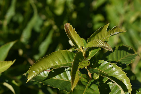 Châtaignier hybride ( Castanea X spp. ) - Zone 5b