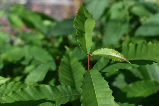 Châtaignier Américain ( Castanea dentata ) - Zone 4a