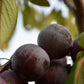 Prunier Européen (Prunus domestica) - Zone 5